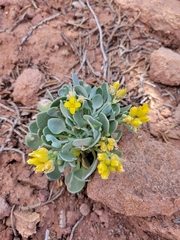 Physaria chambersii