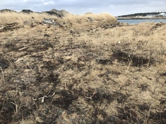 Dicheirotrichus cognatus