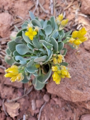 Physaria chambersii
