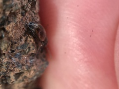 Dicheirotrichus cognatus