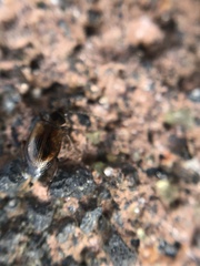 Dicheirotrichus cognatus