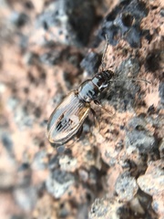 Dicheirotrichus cognatus