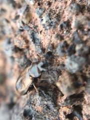 Dicheirotrichus cognatus