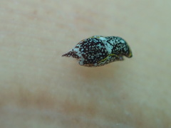 Camachoaglaja berolina