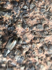 Dicheirotrichus cognatus