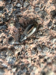 Dicheirotrichus cognatus