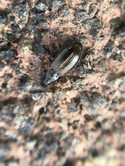 Dicheirotrichus cognatus