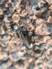 Dicheirotrichus cognatus