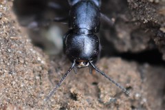 Ocypus nitens