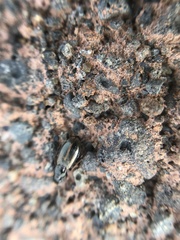 Dicheirotrichus cognatus