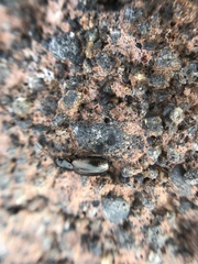 Dicheirotrichus cognatus