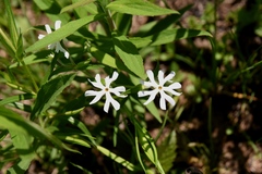 Phlox bifida