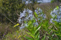 Amsonia repens