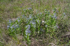 Amsonia repens