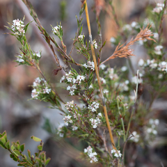 Leucopogon glacialis
