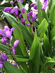 Bletilla