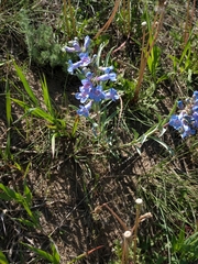 Penstemon angustifolius