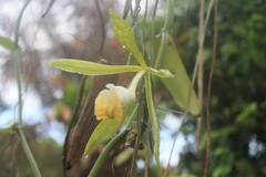 Vanilla phaeantha