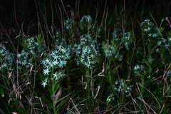 Amsonia repens