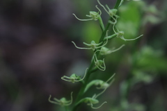 Peristylus monticola