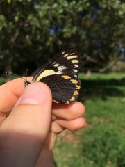 Belenois java peristhene