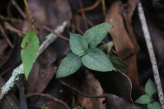 Cheirostylis javanica