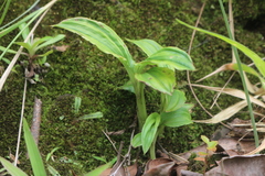 Malaxidinae