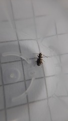 Bembidion quadrimaculatum