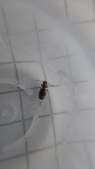 Bembidion quadrimaculatum