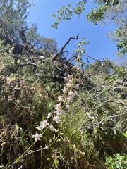 Delphinium hansenii