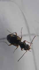 Bembidion quadrimaculatum