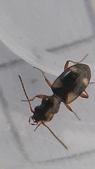 Bembidion quadrimaculatum