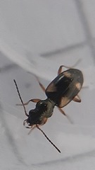 Bembidion quadrimaculatum