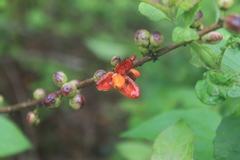 Casearia aculeata
