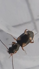 Bembidion quadrimaculatum