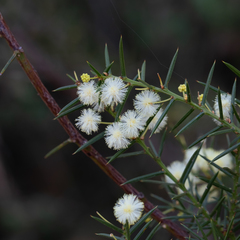 Acacia genistifolia