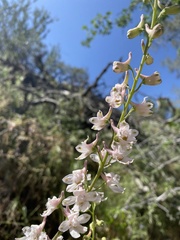 Delphinium hansenii