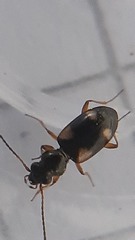 Bembidion quadrimaculatum