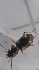 Bembidion quadrimaculatum