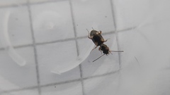 Bembidion quadrimaculatum