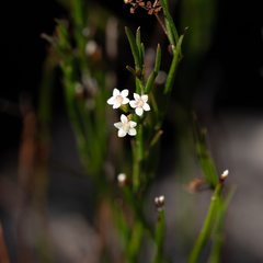 Platysace heterophylla