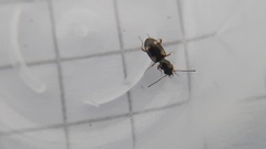 Bembidion quadrimaculatum