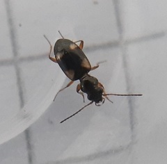 Bembidion quadrimaculatum