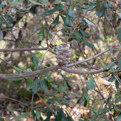 Banksia saxicola