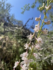 Delphinium hansenii