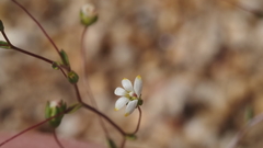 Nemacladus sigmoideus