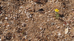 Nemacladus sigmoideus