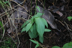 Peristylus monticola