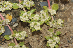 Guilleminea