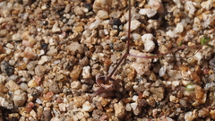 Nemacladus sigmoideus